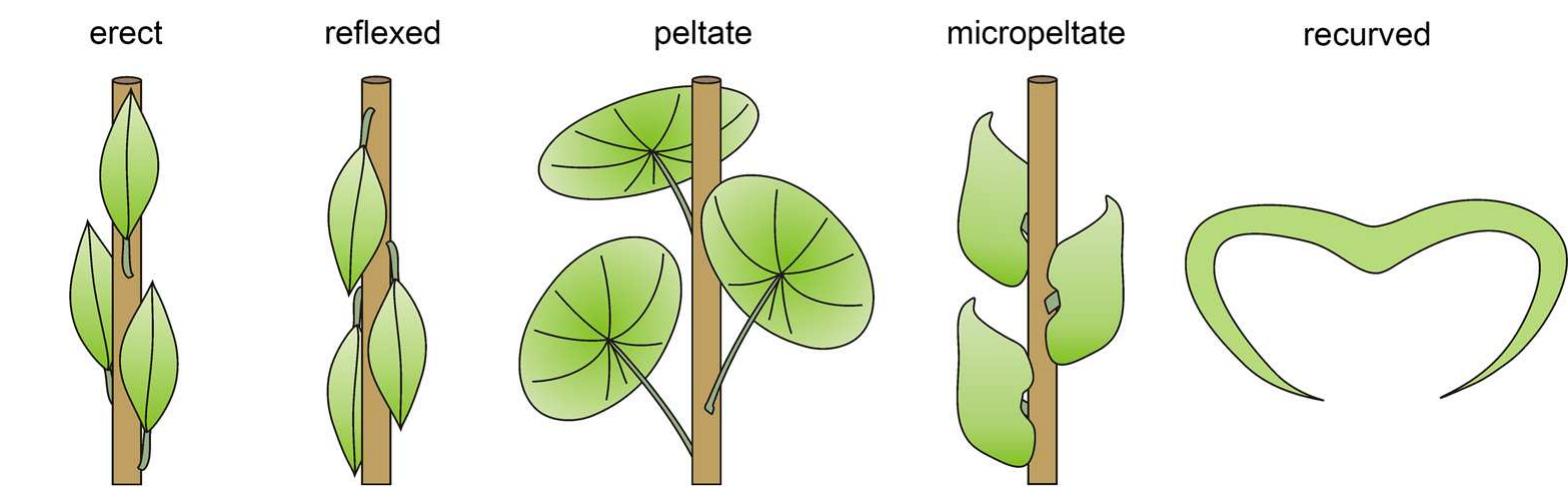 Figure 2 - from Convergent morphology and anatomy in the