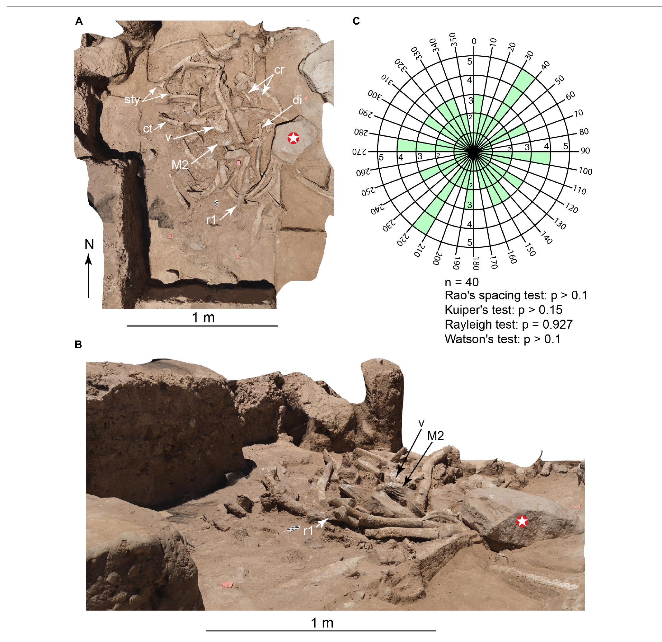 R1 Rib Figure 8 - from Human Occupation of the North American