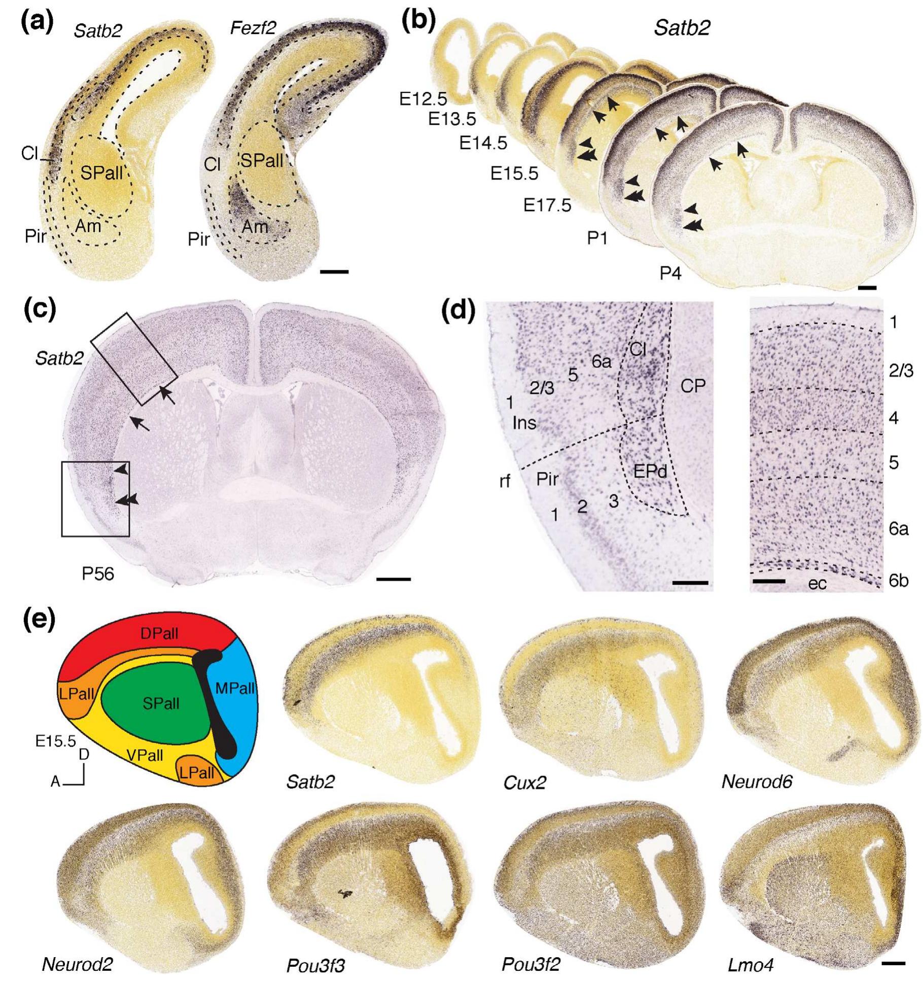 (PDF) In search of common developmental and evolutionary origin of the ...