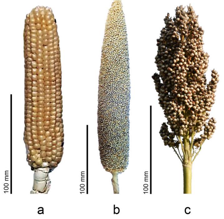 Ears of (a) maize [82] modified, (b) pearl millet, and (c)