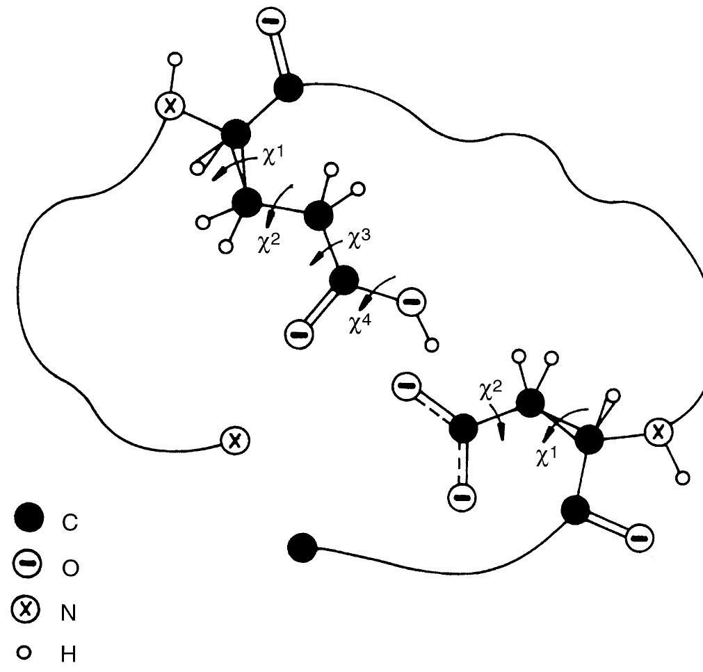 A schematic diagram for glu 35 and asp 52