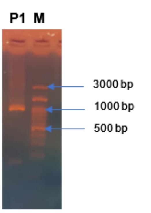 Merck R1 R2 Ladder Figure 3 - from The antagonistic potential of Pantoea sp.