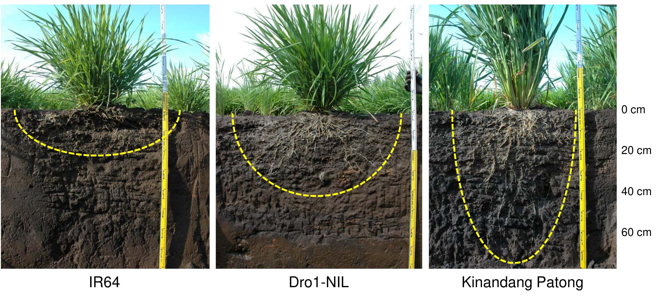 (PDF) Control of root system architecture by DEEPER ROOTING 1 increases ...