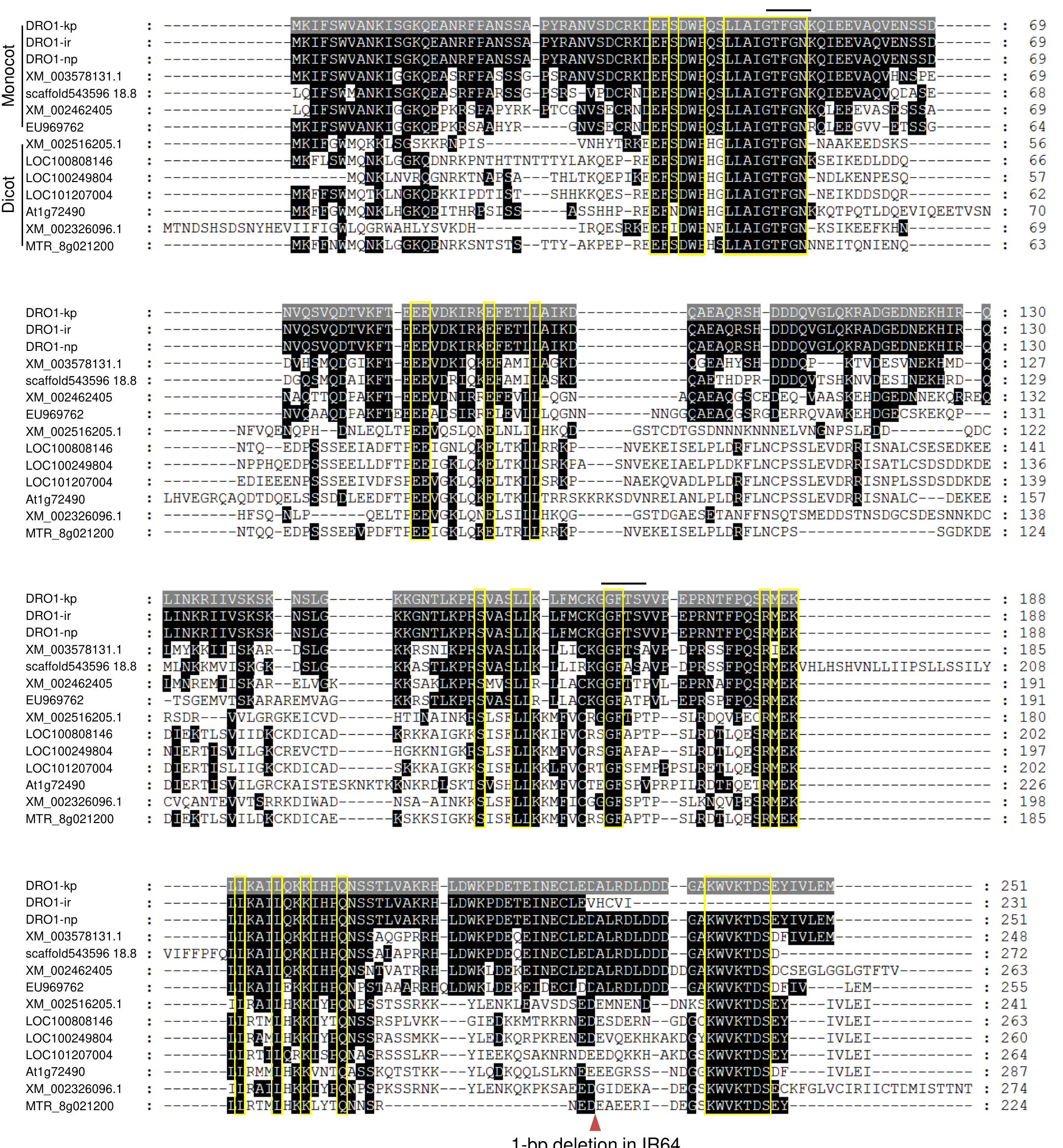 (PDF) Control of root system architecture by DEEPER ROOTING 1 increases ...