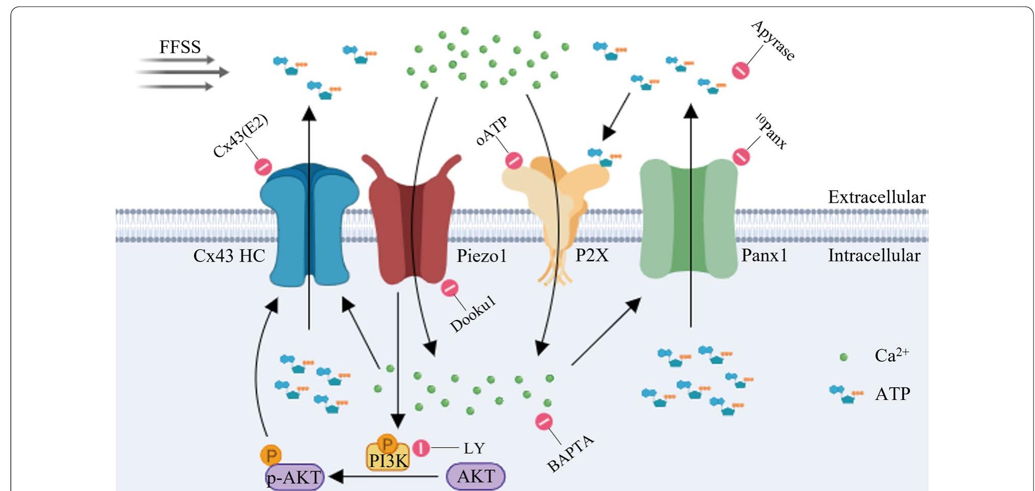 Illustration of mechanical loading activated-piezo1 induces