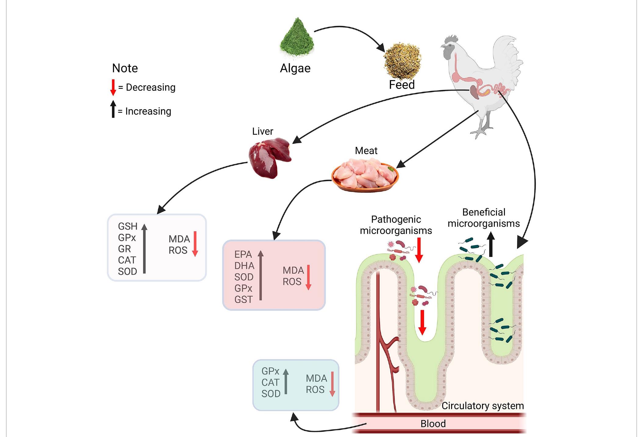 Gpx O2 (PDF) Algae as an alternative source of protein in poultry diets for ...
