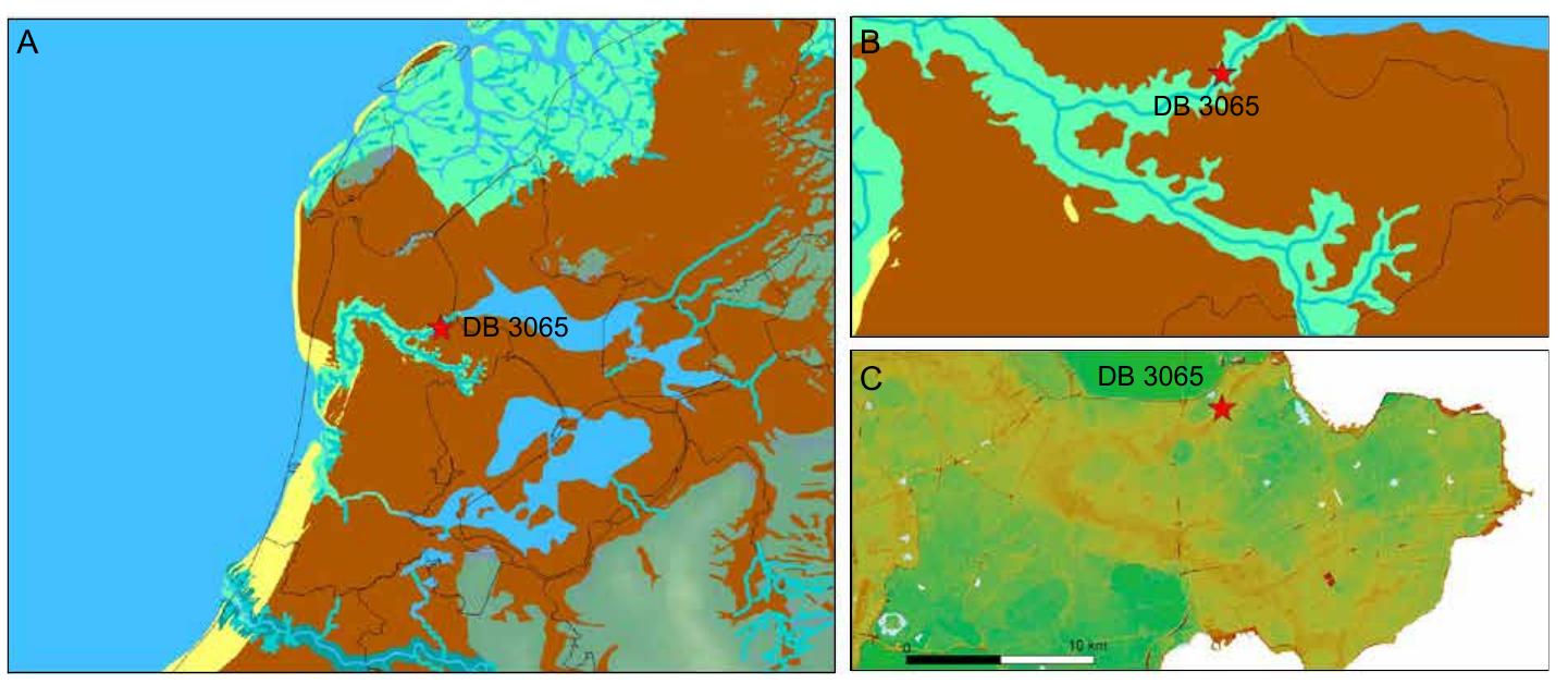 Figure 2. A: Palaeogeographic map of the Netherlands around c. 1500 BCE (yellow represen’ coastal barriers, brown inland peat zoned and creek- and river systems in bluefrom: Vos et al. 2011), B: details of the findspot on the map of (A). C: Lidar altimetry map (AHN4; (c) Rijkswaterstaat) of West-Friesland with the former creek ridges shown as elevated areas.  consistent with (marine) creek levee/crevasse splay environments. 