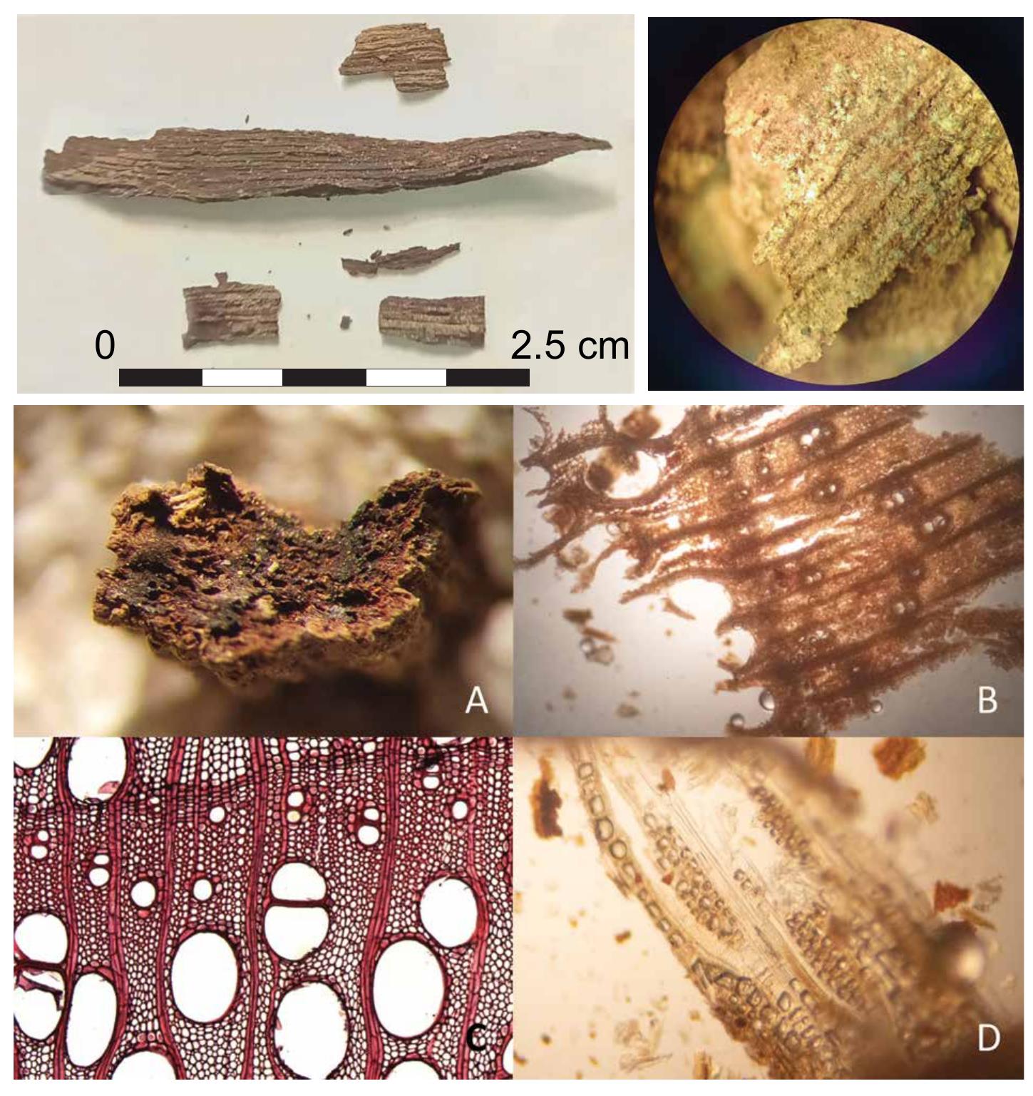 Figure 6. Top left: Macroscopic photo of the wooden fragment (photo: S. Arnoldussen).  Top right: microscope image of the malachite precipitation on the wood photo: (photo:  S. Arnoldussen, field of view 3 mm diam.). Lower A: the transverse surface of the wood of Twisk, Lower B: a cross-section with the characteristic large pores in the earlywood and small pores in the latewood, Lower C: a reference picture of the transverse section of ash (Fraxinus excelsior) in the InsideWood Database (by P. Gasson, Royal Botanic Gardens, Kew), Lower D: a tangential section with uniseriate and triseriate rays. Photos A-D: J. van der Laan, Cambium  Botany.  for dating and wood species identification.  Due to the fact that the finder had not (yet) cleaned the shaft of the spearhead, the possibility remained that parts of the wooden shaft — if deposited with shaft attached — would still be preserved in the socket. The X-ray image (fig. 3, middle) showed no clear-cut indication of preserved wood, but the shaft was meticulously investigated by G. van Oortmerssen. From the shaft, a 3.65 cm long fragment (fig. 6, left) and several smaller fragments of wood could be recovered. It was decided to leave the larger fragment intact, and use the minor debris for dating and wood species identification. 