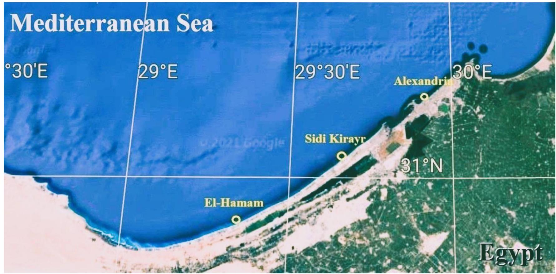 Fig. 1. The location of the collected samples between Alexandria and Sidi Kerir 