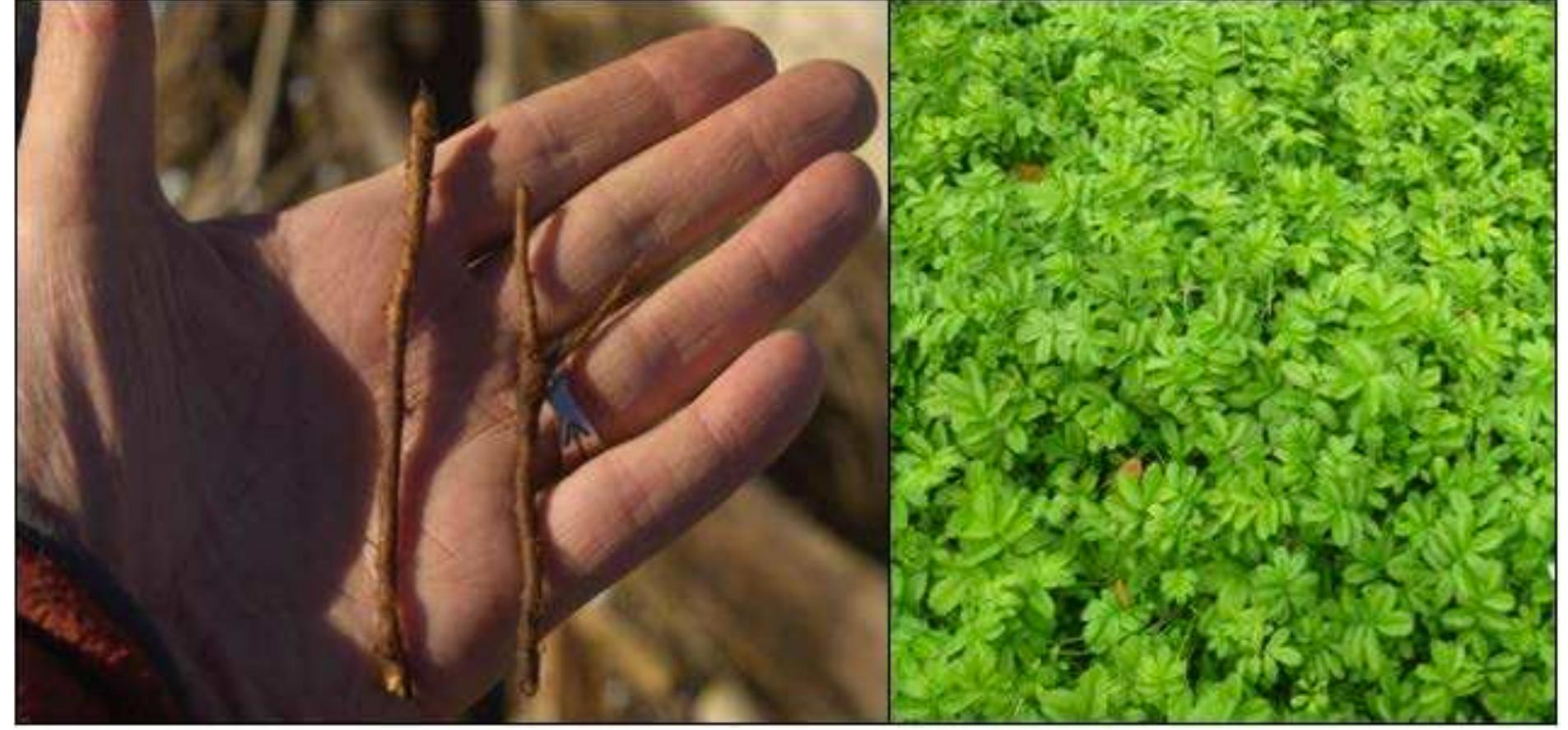Figure 6. Edible rhizomes of Pacific silverweed (right); dense patch of Pacific silverweed in the estuarine root garden. Photos: G.R. Nicholas 2017.  springbank clover gardens) (Deur 2005; Deur et al. 2013). 