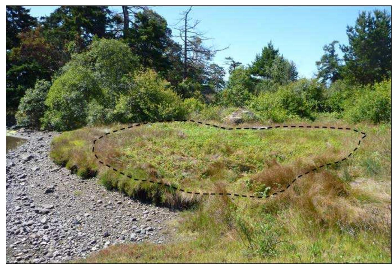 Figure 8. Estuarine root garden in study are at TI’chés (within dashed circle). Native and invasive grasses are compteting with Pacific silverweed and springbank clover. Photo: G.R. Nicholas 2017. 