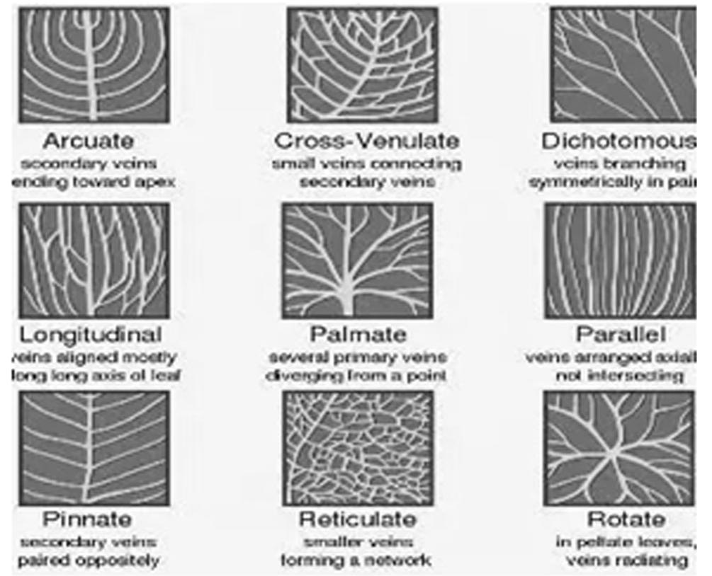 Types of leaf venation kolivand et al. [7] proposed approach