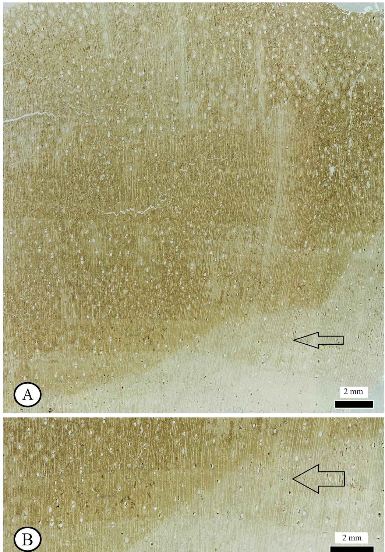 (PDF) A new fossil wood species of Ziziphus from the Middle Miocene of ...