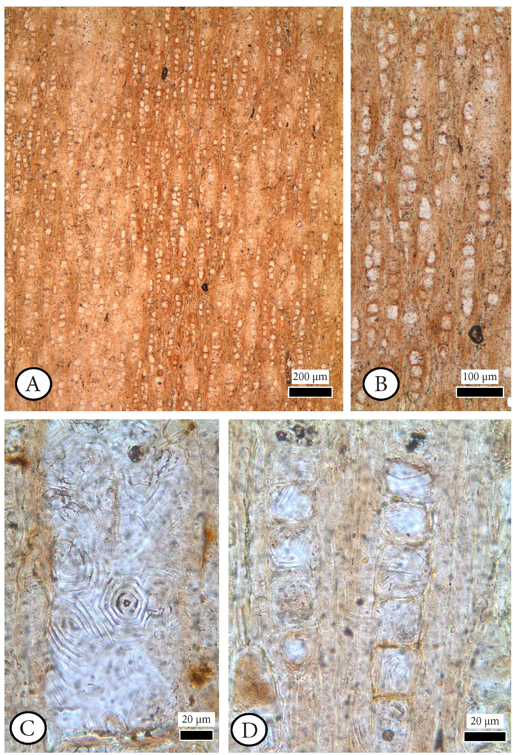 (PDF) A new fossil wood species of Ziziphus from the Middle Miocene of ...