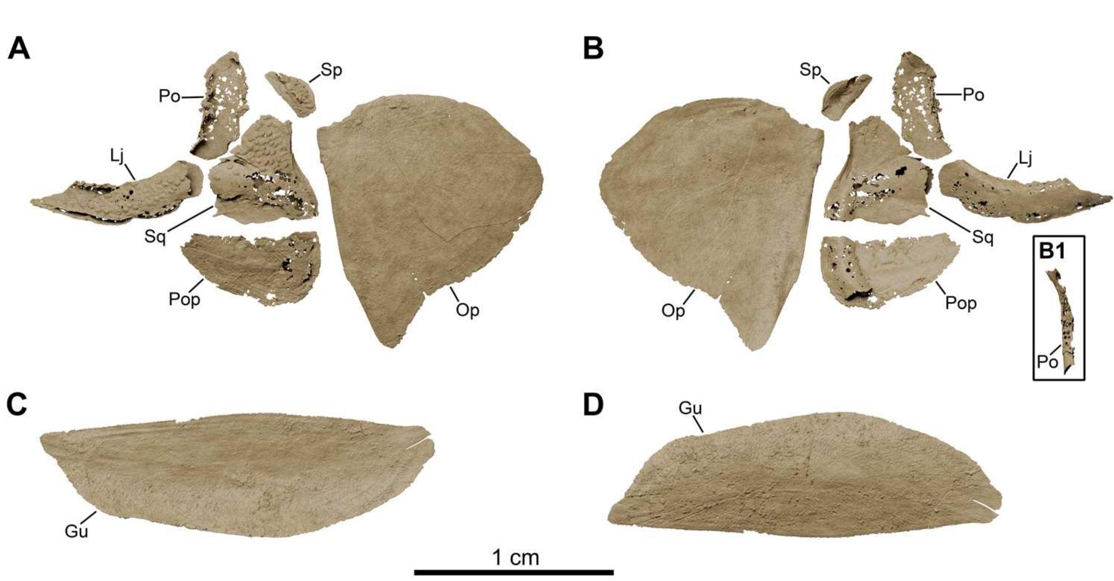 Subopercular (PDF) The most detailed anatomical reconstruction of a Mesozoic coelacanth