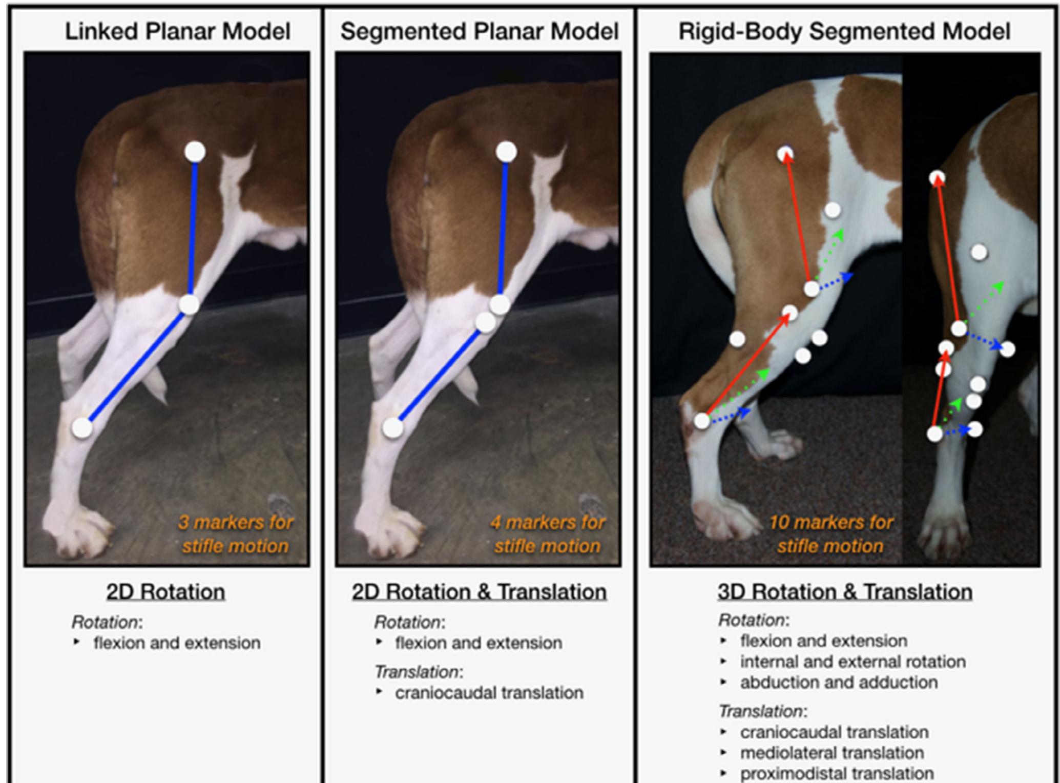 (PDF) Review of kinematic analysis in dogs