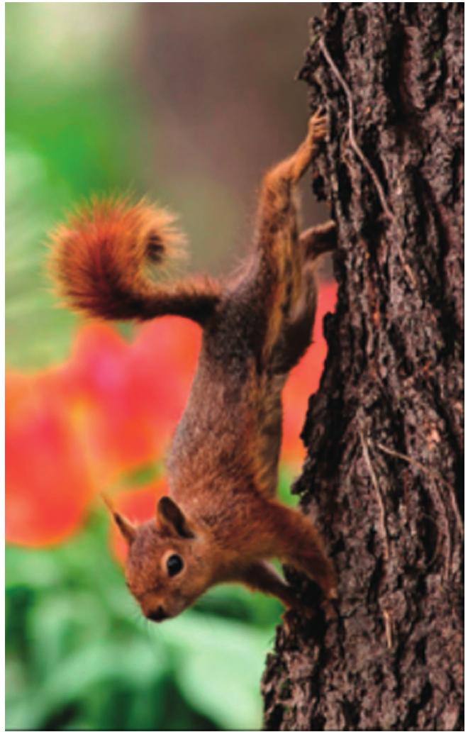 Fig. 1. Caucasian squirrel (Turkey).””) 