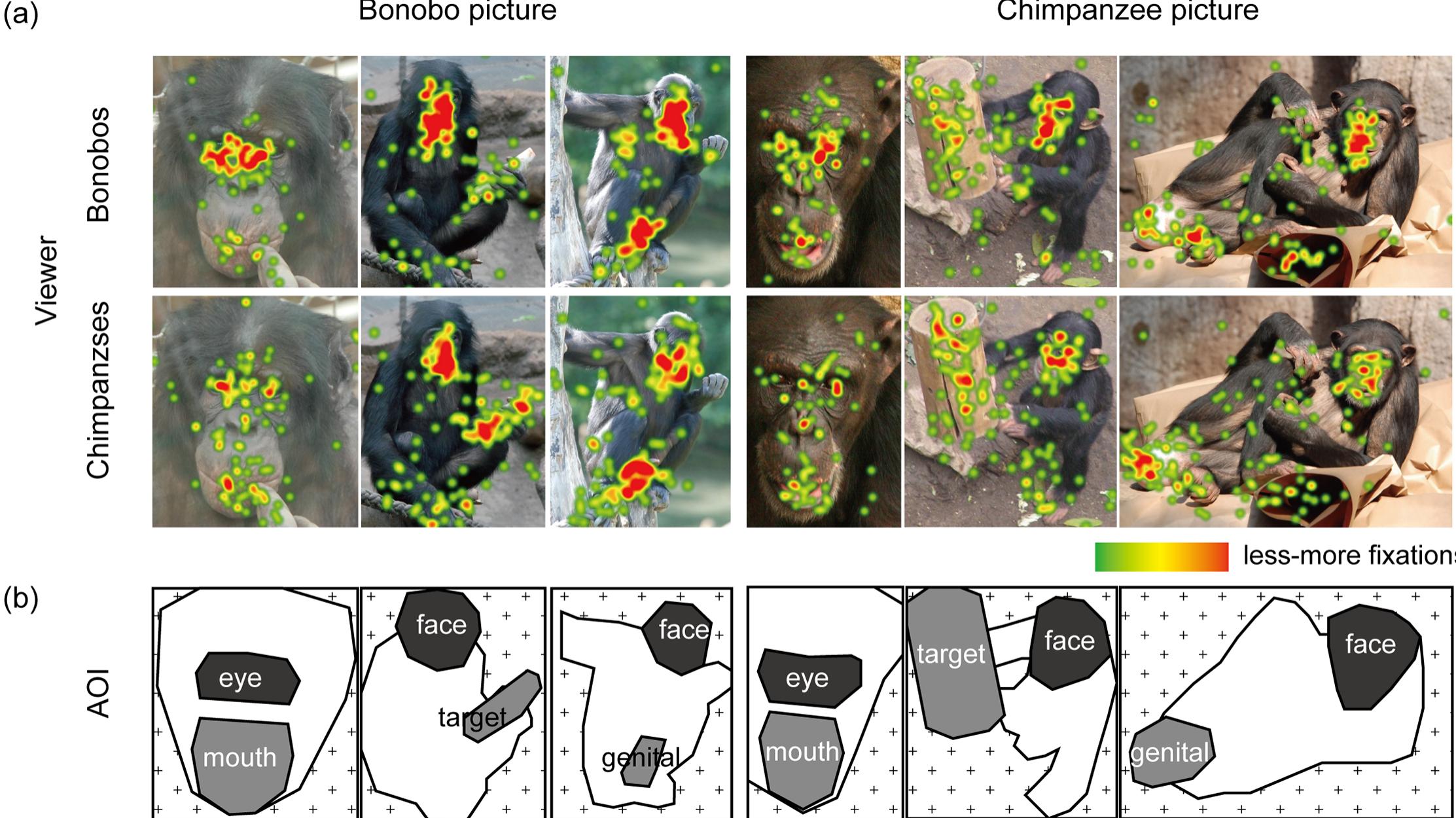 Bonobos Pdf (PDF) Social Attention in the Two Species of Pan: Bonobos Make More Eye ...