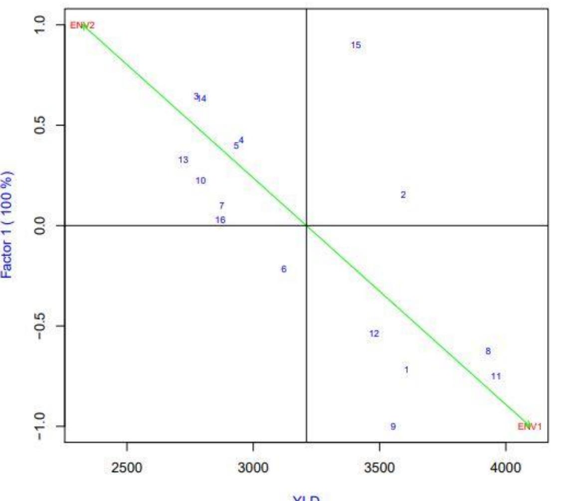 (PDF) AMMI and GGE biplot analysis of yield of different wheat ...