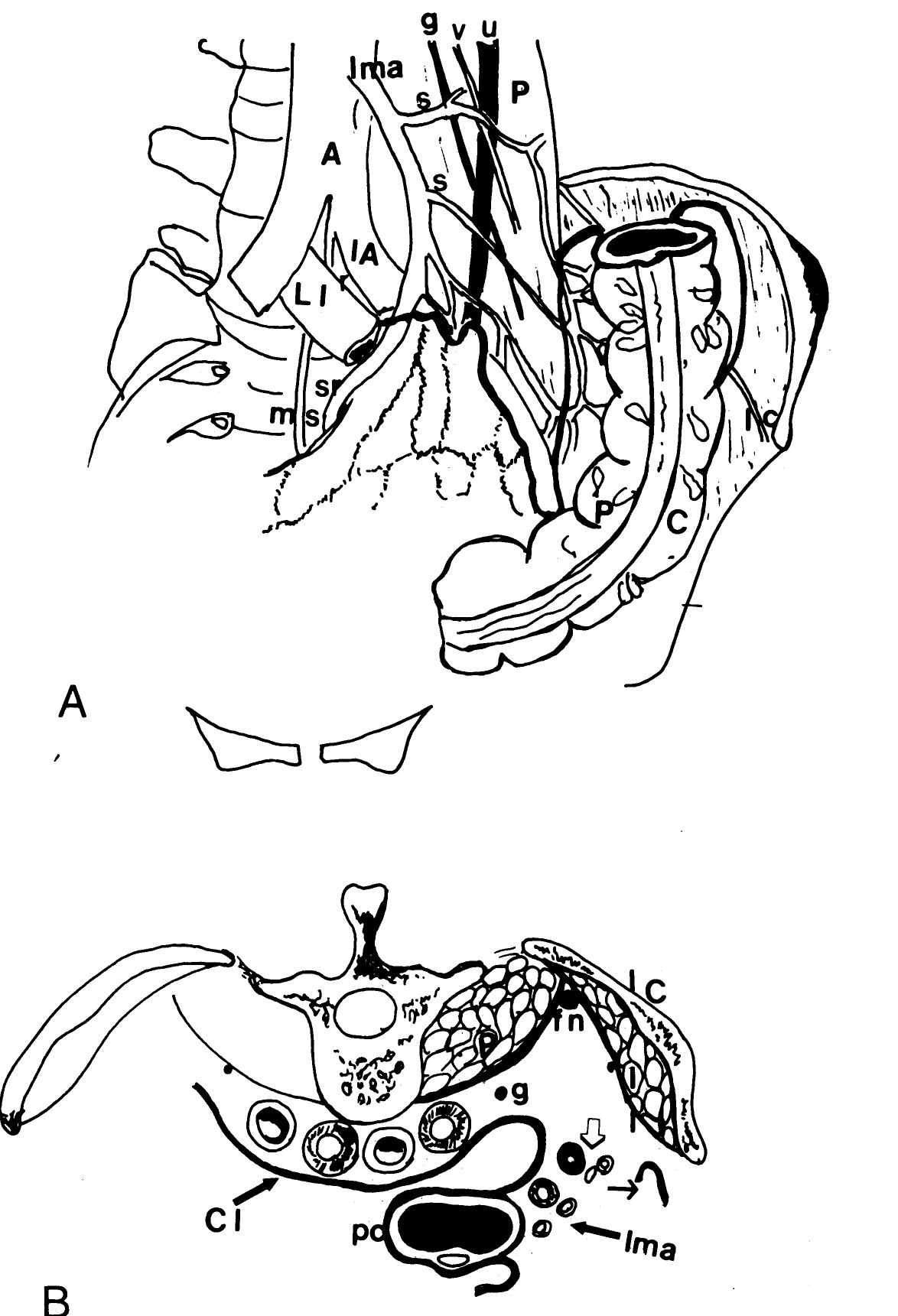 (PDF) Surgical Anatomy of the Pelvis