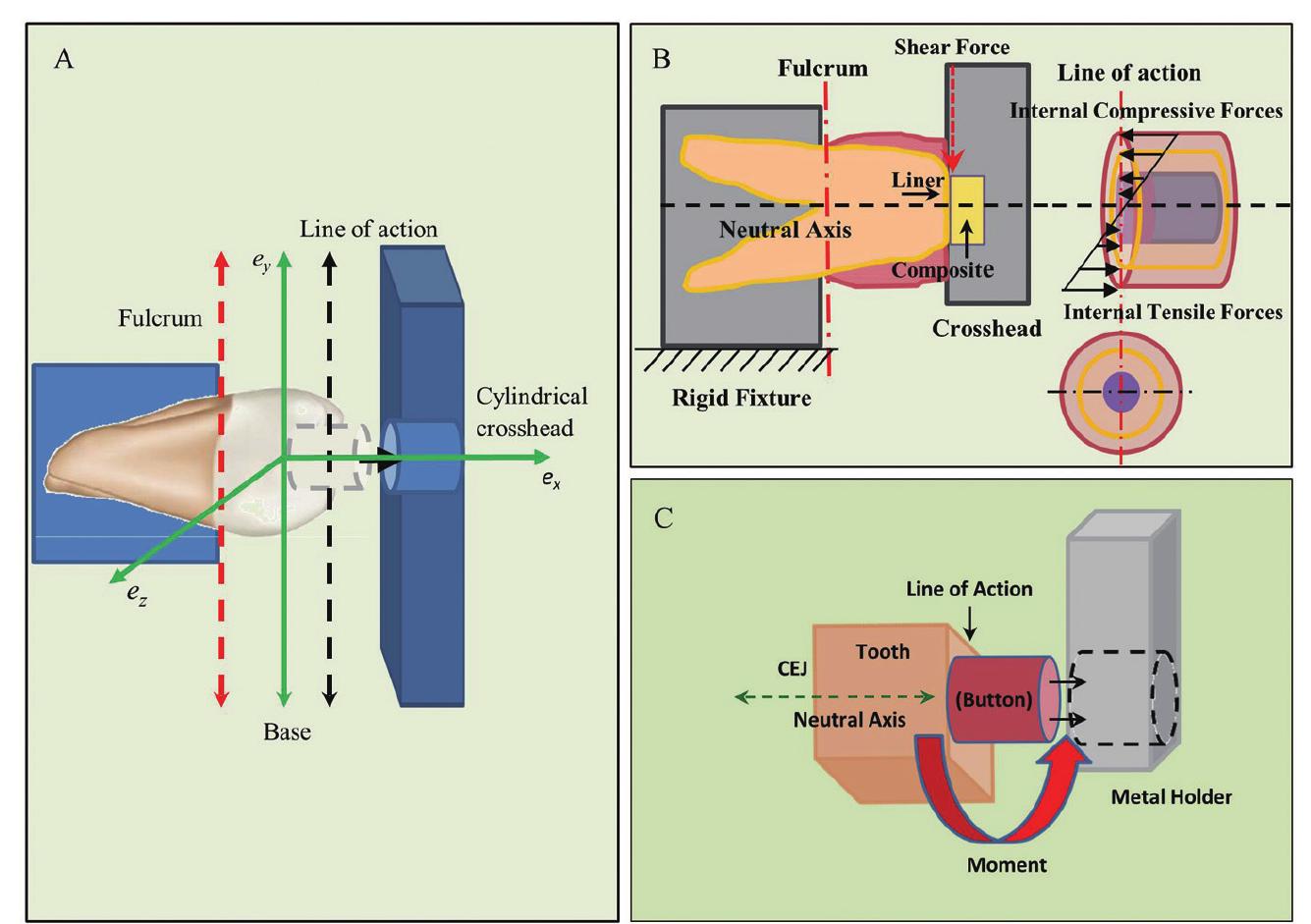 (PDF) Influence of a cylindrical crosshead on shear bond testing of ...