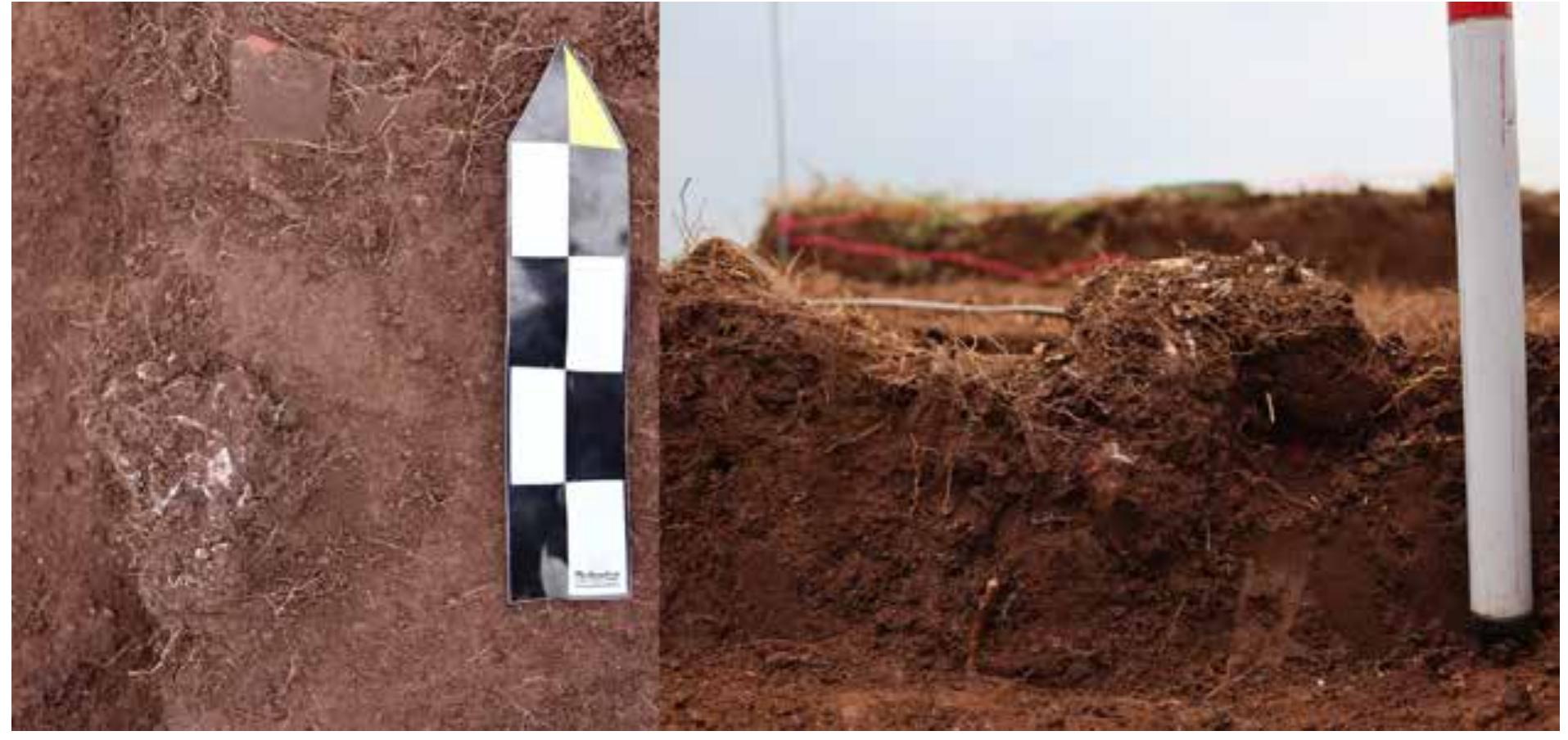 Fig. 18. Photos of the cremation in situ. View from above (left) and at the profile (right) (photo by P. Tuslova)  The last chronological phase of the mound is connected to Grave 4, a cremation burial. A shallow, only several cm deep hole (ca. 5—10 cm) was dug in the middle of the mound at its highest point (176.47 m a.s.l). The cremains were inserted into a pile of 51 undiagnostic wheel-thrown red sherds likely of one vessel and covered by soil (Fig. 78). Radiocarbon dating (sample CRL22-1214) of the cremains is 2360+38 BP. It has the lowest accuracy of all measurements, dating the feature with a 92% probability into the 546-374 cal BC time range. 
