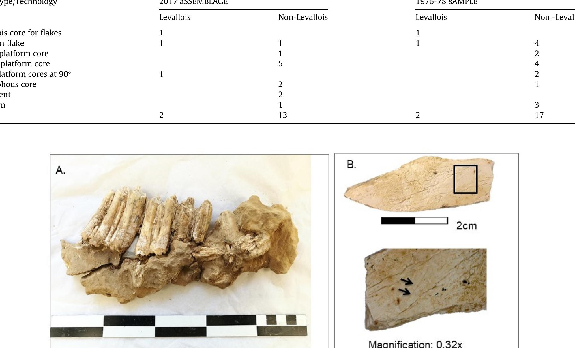 Core types at Far’ah II.  Table 5  Fig. 8. Faunal remains from Far’ah II 2017 excavation season. (a) A lower mandible of Bos primigenius, scale is 5 cm. (b) Cut marks on an unidentified bone fragment. 
