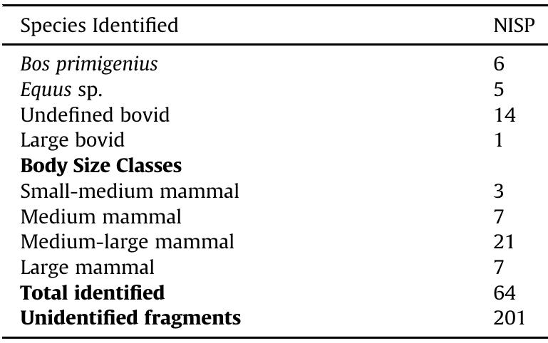 Faunal remains from the new excavation at Farah II (given as the number of identified bones per species, NISP counts).  The majority of identified faunal remains from the previous excavations were of equids (Figure S1: 3). These were referred by Gilead and Grigson (1984) to wild ass (Equus asinus africanus) or onager (Equus hemionus), but subsequently, Eisenmann (2012) pointed out that there is probably also a caballine equid present. The second most common species represented was hartebeest (Alcelaphus buselaphus) followed by aurochs (Figure S1: 3). Scanty remains of gazelle and a wild goat cf. ibex, were also identified, but no definite species identification was made for either (Gilead and Grigson, 1984). Clearly, in terms of taxonomy, the new excavation fauna is a sub-set of the larger published assemblage and is missing the rare taxa due to smaller sample size. The absence of hartebeest remains may also relate to sample size, or simply be a function of spatial variation within the site. As in the previous excavation, no remains of small mammals, reptiles or birds (aside from ostrich eggshell fragments found in the old excavation) were recovered. This may relate to a preservation bias against their more fragile bones. The absence of carnivore skeletal remains in both assem- blages from Far’ah II is common at open-air sites, since carnivore remains are more commonly found in caves which they occupied, though not simultaneously, with early humans (Rabinovich et al., 2004; Orbach and Yeshurun, 2019). However, Gilead and Grigson (1984) report the presence of carnivore gnawing marks on two bones, indicating that the assemblage had been modified by carnivore action. No damage of this kind was found in the newly excavated assemblage.   Table 6 