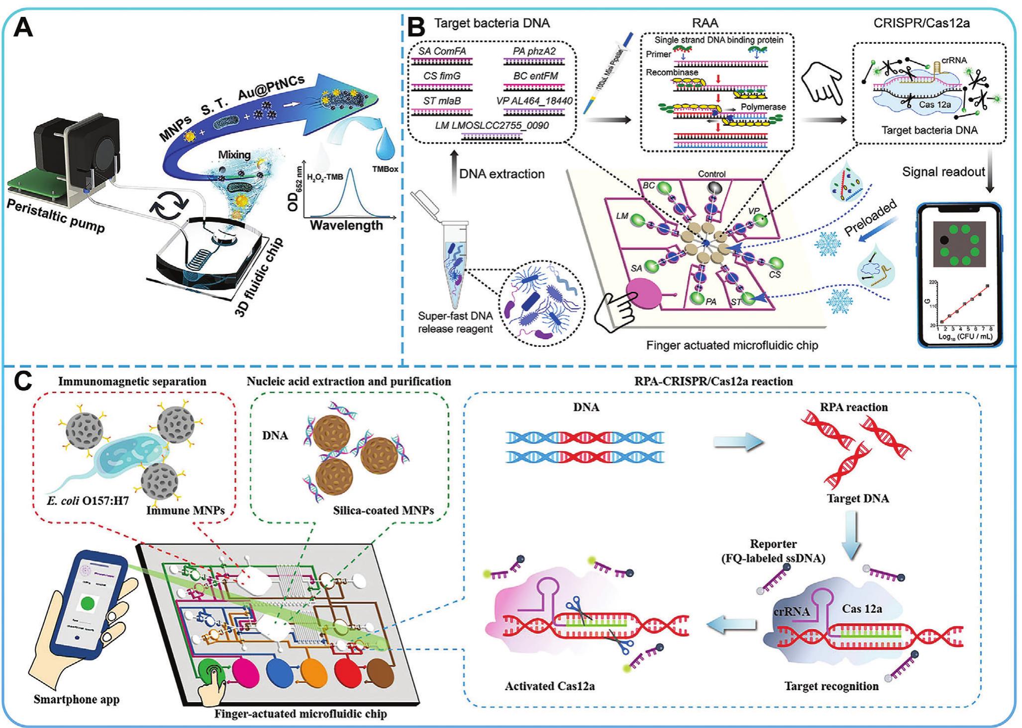 (PDF) Biosensor-Based Microfluidic Platforms for Rapid Clinical ...