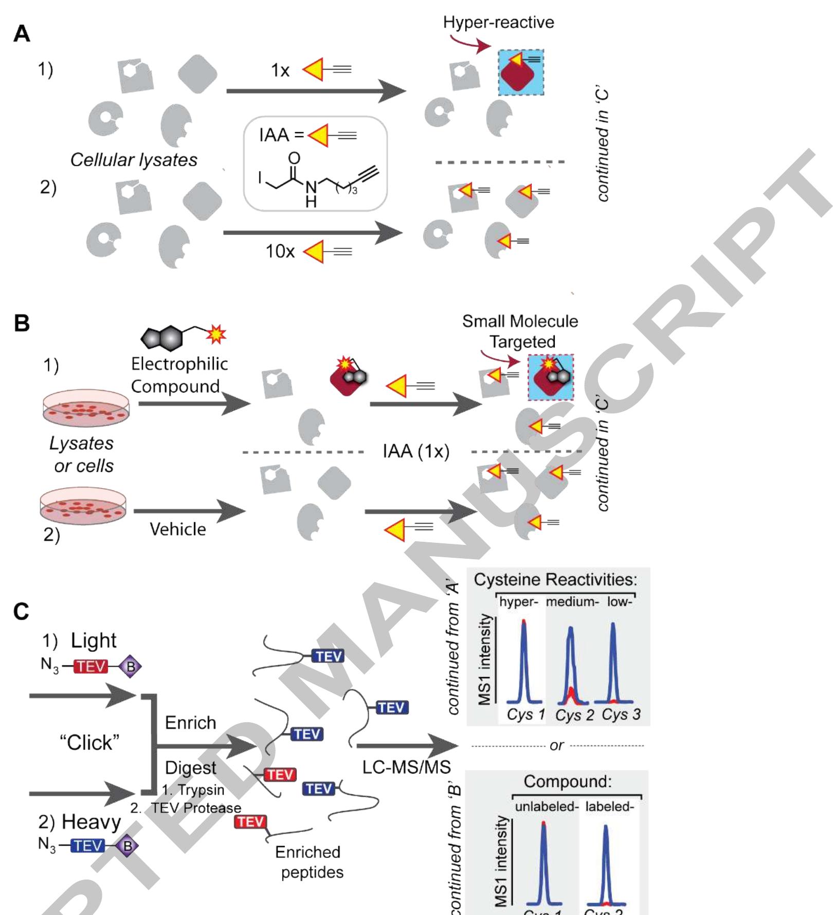 Fig. 1. Chemoproteomic identification of hyper-reactive and small molecule targeted cysteines using isoTOP-ABPP. a-c, show general schemes for isoTOP-ABPP reactivity profiling and compound screening. a,c, To identifyshyper-reactive cysteines, samples are first labeled with the pan-cysteine reactive probe iodoacetamide alkyne (IAA), shown in the inset in panel ‘a,’ at the indicated concentrations (1 or 10%). Next, as shown in panel 'c,' these samples are conjugated to isotopically differentiated, biotinylated (purple diamonds), tobacco etch virus (TEV) protease cleavable tags by click chemistry. After isotopic labeling, the samples are then combined, enriched, digested, and analyzed by LC-MS/MS. Hyper-reactive cysteines are those that show MS1 chromatographic peak area ratios close to one (shown in box). b,c, To identify cysteines labeled by electrophilic compounds, cells or lysates are treated with compounds or vehicle followed by treatment with equal concentrations of IAA, as shown in 'b.' Blockade of IAA labeling by pre- treatment with compound is detected by conjugation to TEV-cleavable enrichment tags, as shown in 'c,' followed by enrichment and sequential digests, as with reactivity profiling. Compound-labeled cysteines are identified as those that show altered MS1 chromatographic peak area ratios, typically four-fold or greater (chown in hoy) 