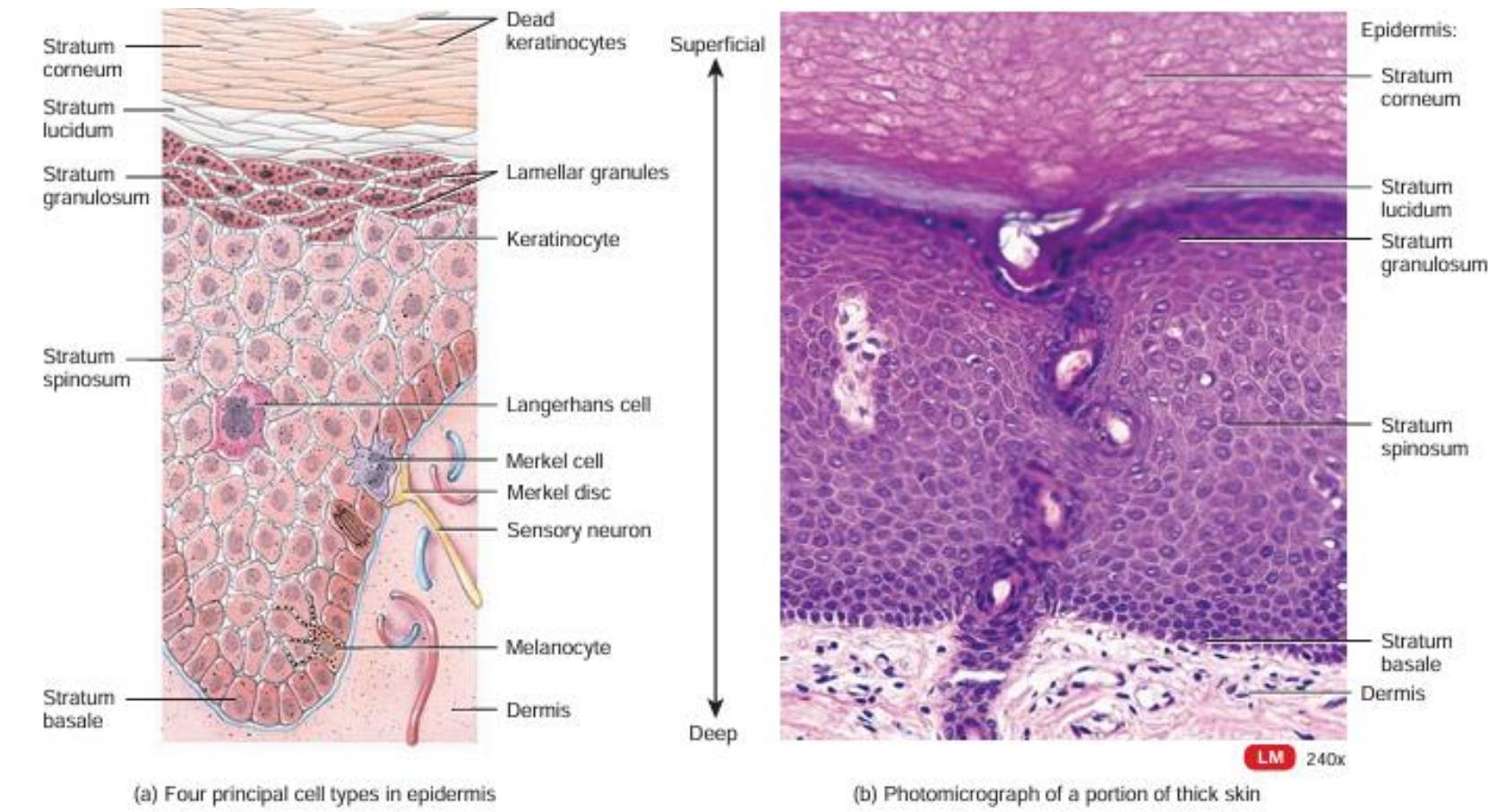 (PDF) TECHNICAL AND PATENT PERSPECTIVE ON FILM FORMING TOPICAL SPRAYS
