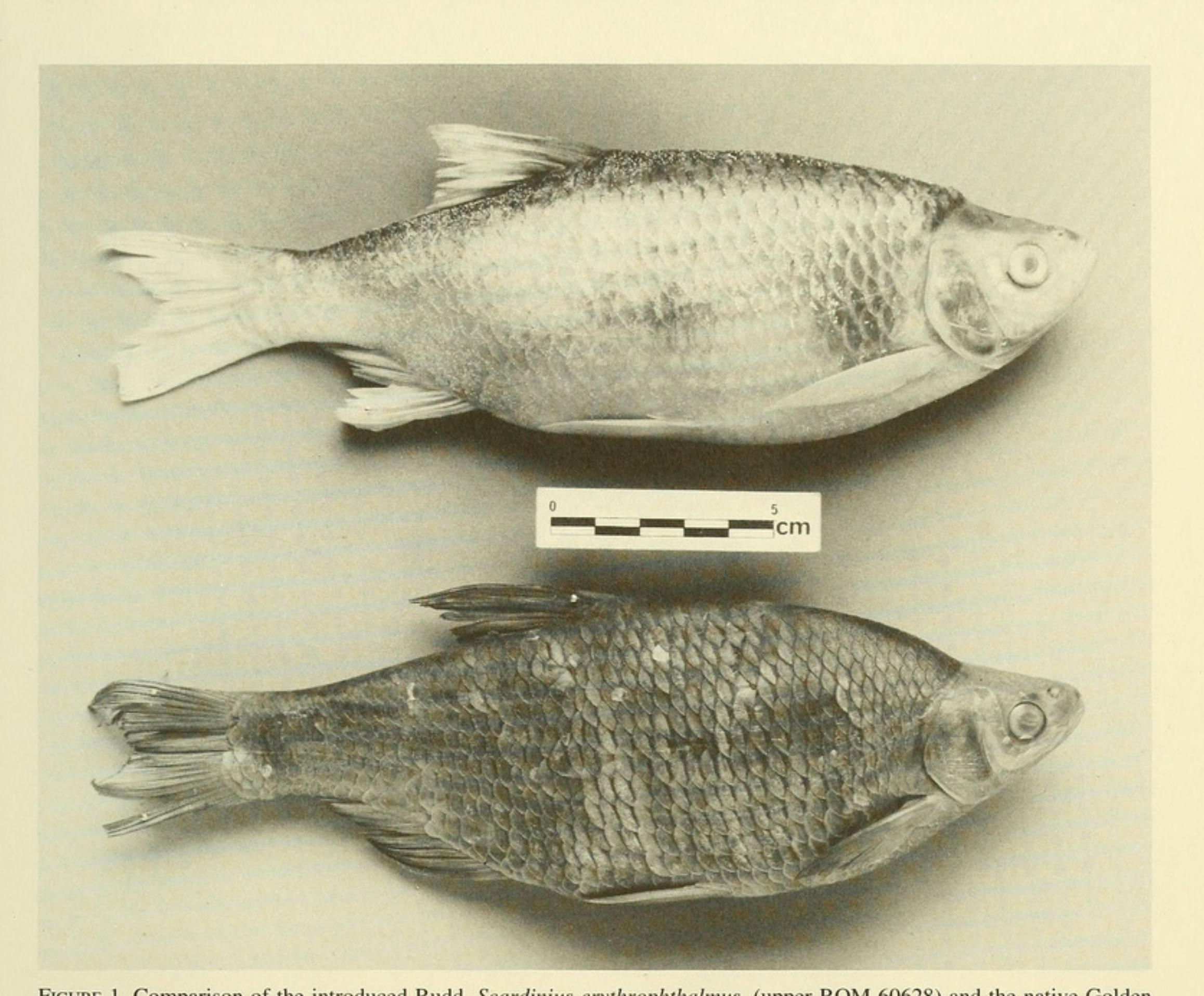 River Rudd (PDF) First record for Canada of the Rudd, Scardimus erythrophthalmus ...