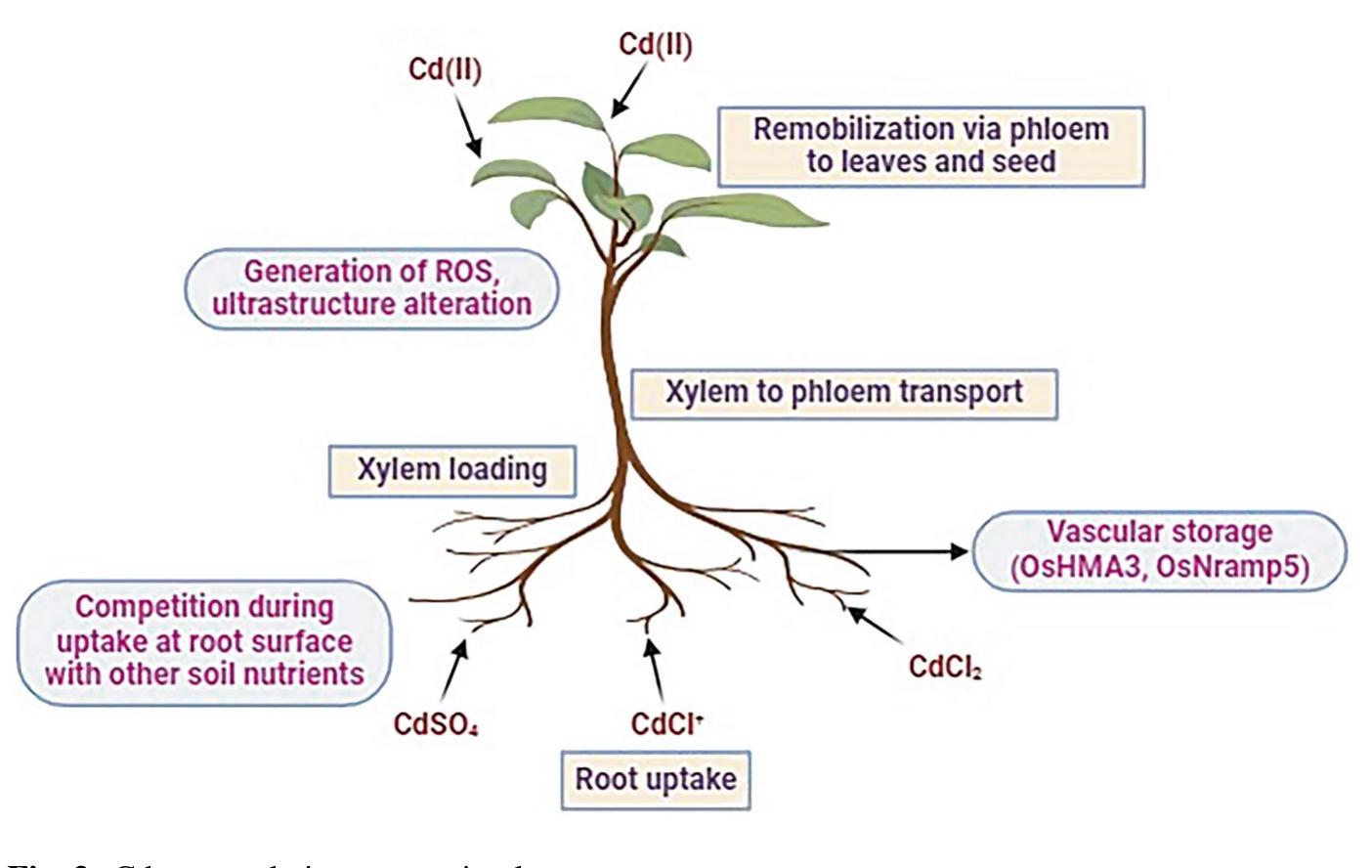 TAK  PDF) Cadmium Toxicity