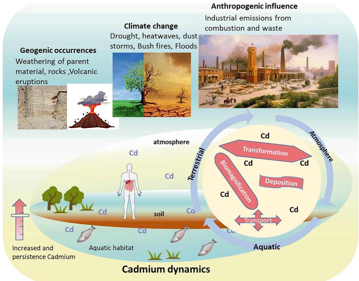 PDF) Cadmium Toxicity