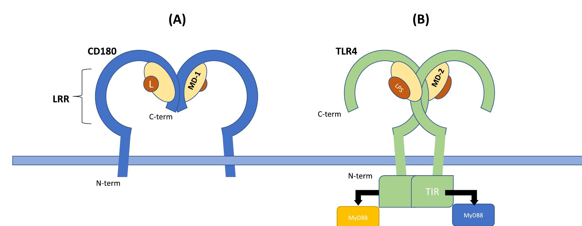 (PDF) The role of CD180 in hematological malignancies and inflammatory ...
