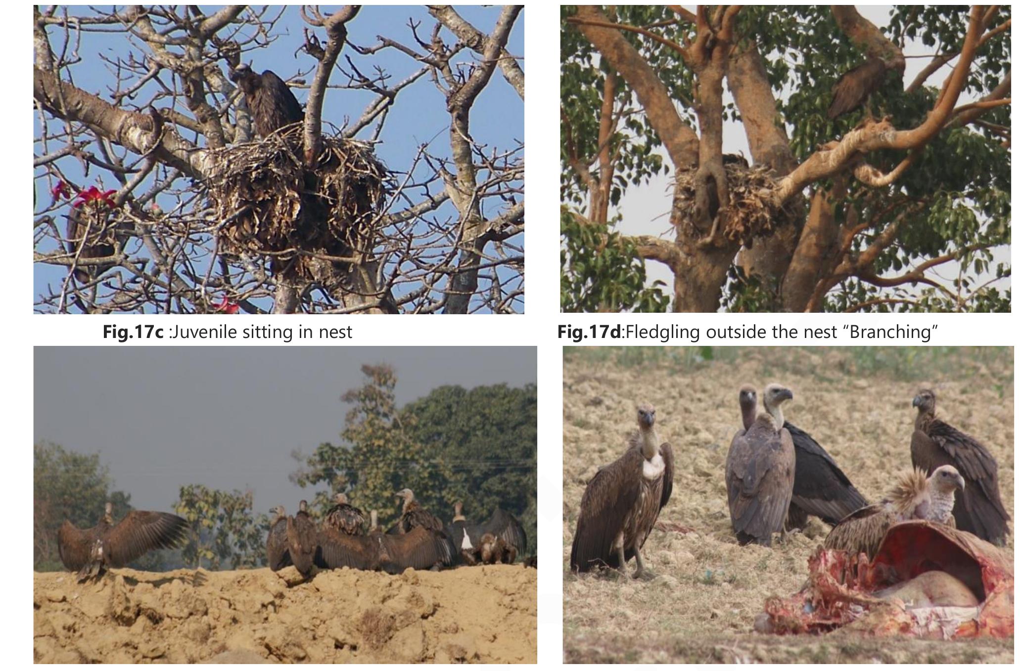 Figure 17 - from Ecology of White-rumped vultures (Gyps
