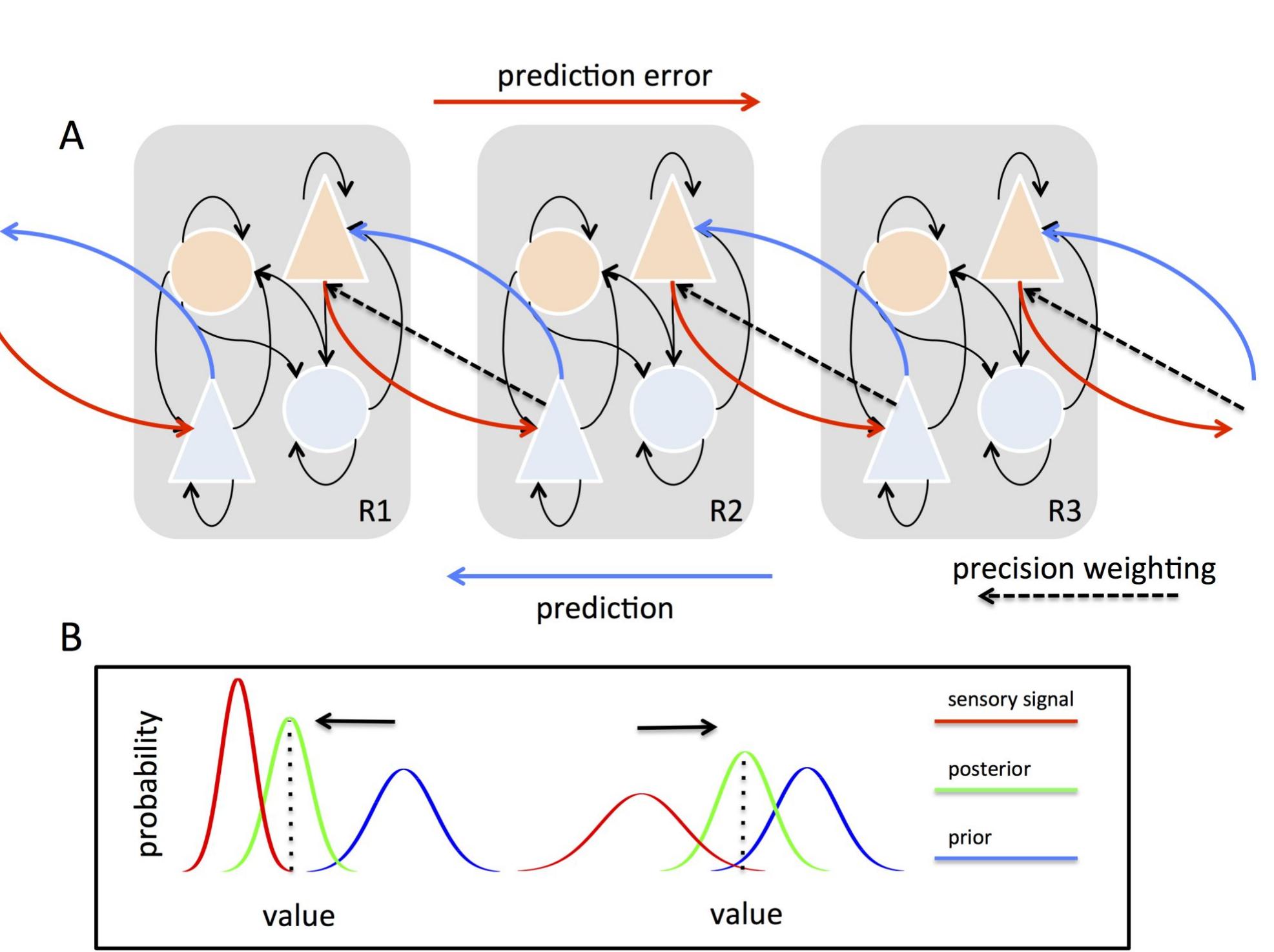 Figure 1: A. Schemas of hierarchical predictive coding across three cortical regions; the lowest on the left (R1) and  the highest on the right (R3). Bottom-up projections (red) originate from “error units” (orange) in superficial cortical  layers and terminate on “state units” (light blue) in t  he deep (infragranular) layers of their targets; while top-down pro-  jections (dark blue) convey predictions originating in deep layers and project to the superficial layers of their targets.  Prediction errors are associated with precisions, whic  h determine the relative influence of bottom-up and top-down sig-  nal flow via precision weighting (dashed lines). B. The influence of precisions on Bayesian inference and predictive cod-  ing. The curves show probability distributions over weighting of sensory signals (red) enhances their in  the value of a sensory signal (z-axis). On the left, high precision-  fluence on the posterior (green) and expectation (dotted line) as  compared to the prior (blue). On the right, low sensory precision weighting has the opposite effect. Figure adapted  from Seth (2013). 
