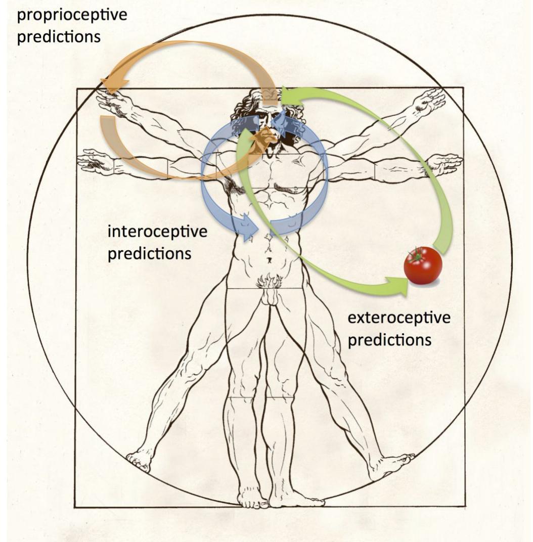 Figure 4: Inference and perception. Green arrows represent  Figure 4: Inference and perception. Green arrows represent exteroceptive predictions and predictions errors underpin- ning perceptual content, such as the visual experience of a tomato. Orange arrows represent proprioceptive predictions (and prediction errors) underlying action and the experience of body ownership. Blue arrows represent interoceptive pre- dictions (and prediction errors) underlying emotion, mood, and autonomic regulation. Hierarchically higher levels will deploy multimodal and even amodal predictive models span- ning these domains, which are capable of generating mul- timodal predictions of afferent signals.  be minimized by (i) updating predictive mod- els (perception, corresponding to new emo- tional contents); (ii) changing interoceptive signals through engaging autonomic reflexes (autonomic control or active inference); or (iii) performing behaviour so as to alter external conditions that impact on internal homeo- stasis (allostasis; Gu & Fitzgerald 2014; Seth et al. 2011).  exteroceptive predictions and predictions errors underpin- 