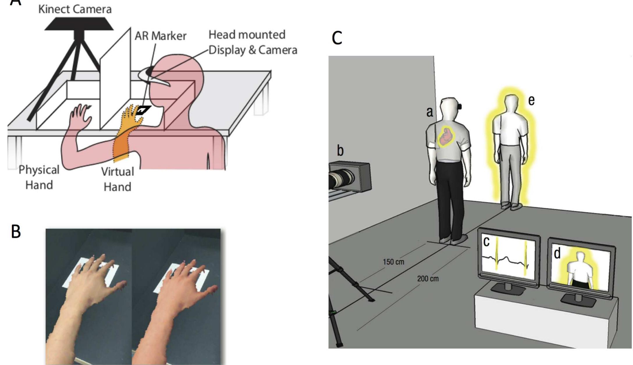 Figure 5: The interaction of interoceptive and exteroceptive signals in shaping the experience of body ownership. A. Set-up for applying cardio-visual feedback in the rubber hand illusion. A Microsoft Kinect obtains a real-time 3D model of a sub- ject’s left hand. This is re-projected into the subject’s visual field using a head-mounted display and augmented reality (AR) software. B. The colour of the virtual hand is modulated by the subject’s heart-beat. C. A similar set-up for the full-body il- lusion whereby a visual image of a subject’s body is surrounded by a halo pulsing either in time or out of time with the heartbeat. Panels A and B are adapted from Suzuki et al. (2013); panel C is adapted from Aspell et al. (2013). 