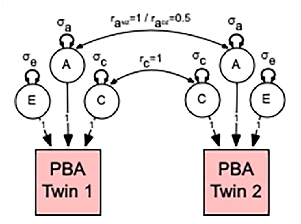 FIGURE 1 | Univariate model to estimate the relative contribution of genetic and environmental influences in predicted brain ageing (PBA). Individual differences in PBA are decomposed into three sources of variation: additive genetic (A); common or shared environmental influences (C); and unshared or random environmental influences as well as measurement error (E). This decomposition is achieved by specifying the expected genetic and environmental correlations between monozygotic (MZ) and dizygotic (DZ) twin pairs. MZ twin pairs are genetically identical, whereas DZ twin pairs share, on average, half of their genes. Therefore, the MZ and DZ twin pair correlations (ramz and rapz) for additive genetic effects are fixed to 1.0 and 0.5, respectively. This model also assumes that shared environmental effects are equally correlated (r¢ = 1) in MZ and DZ twin pairs. Non-shared environmental influences are by definition uncorrelated within twin pairs (re = 0). Note that our method of estimating the relative contribution of genetic and environmental influences in PBA proceeds by estimating the additive genetic (ca), shared environmental (oc), and non-shared environmental (ce) variances for the A, C, and E latent factors. The size or contribution of these og, oc, aNd og variance components to the phenotype are assumed to be equal within twin pairs. 