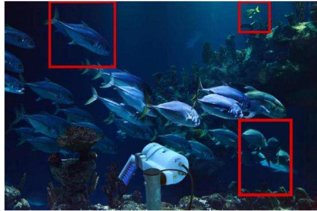 (PDF) Underwater Insights: Computer Vision Techniques for Fish Behavior ...