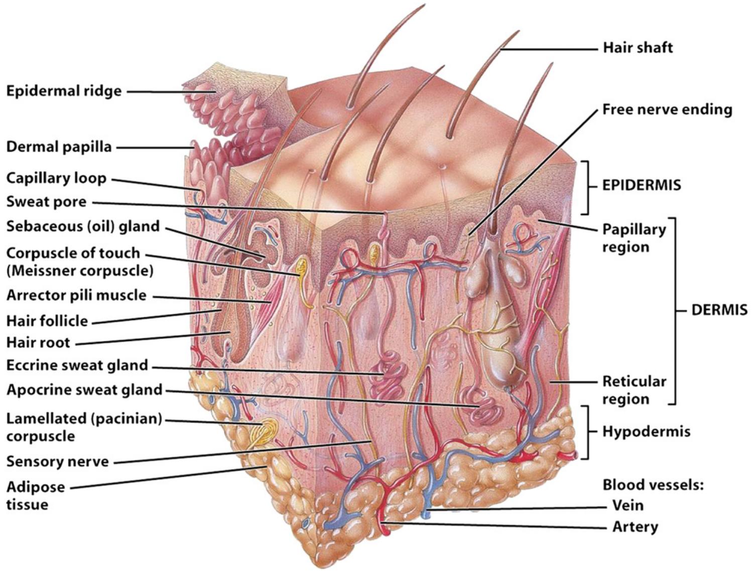Wpithelial Ridge Formation Sectional view of skin and subcutaneous layer me cplaermmis