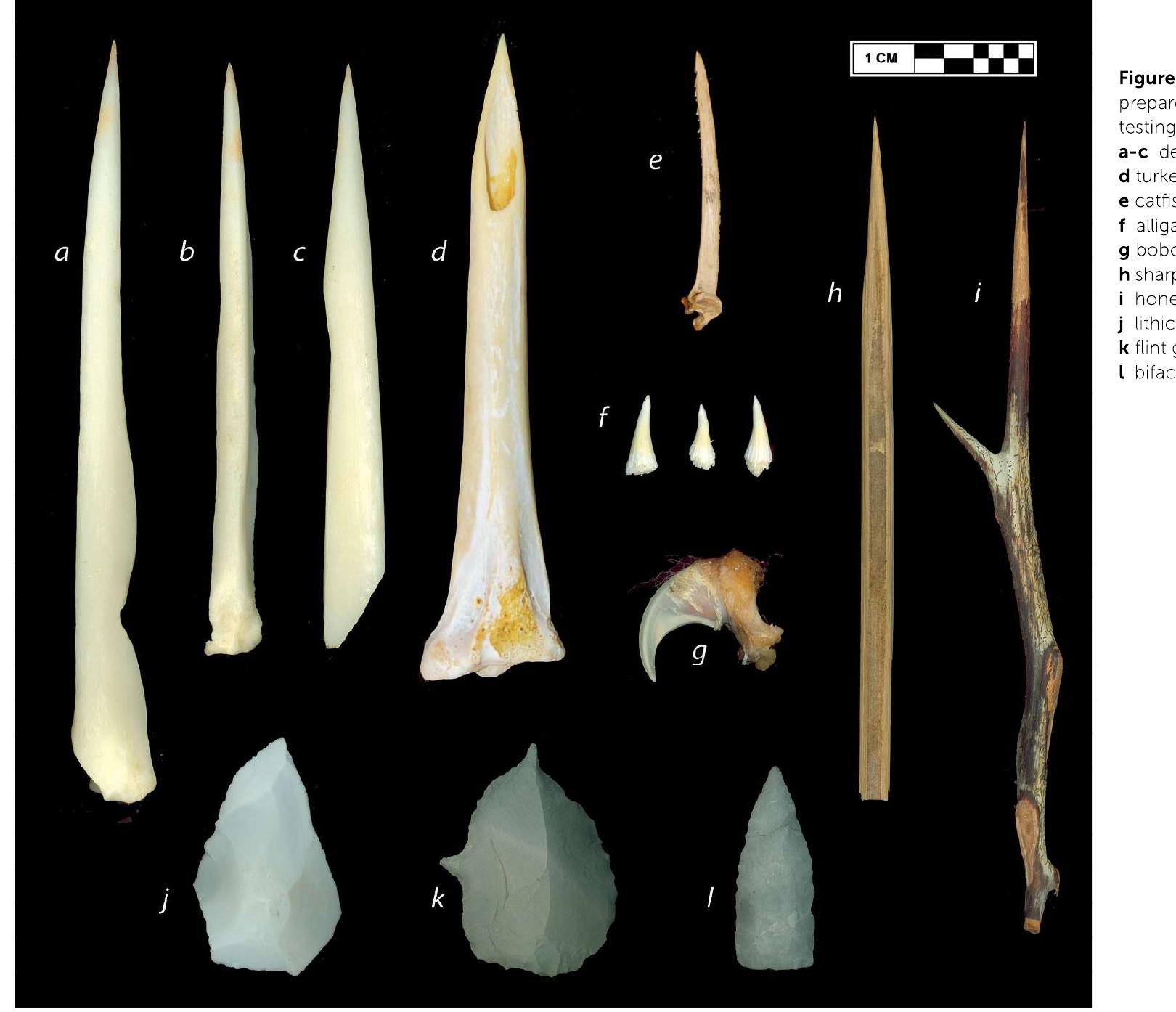 species native to the Eastern Woodlands that may have pro- vided the tools for indigenous tattooing. These include the honey locust and other members of the genus Gleditsia, osage orange (Maclura pomifera), black locust (Robinia pseudoacacia), Washington hawthorn (Crataegus phaeno- pyrum), and native buckthorns (Rhamnus spp.).  Prehistoric sites in the Eastern Woodlands have yielded large quantities of chipped stone implements and lithic debitage. The “spear points” recorded by Jouvency (1896, 279) lmost certainly consist of bifacially flaked projectile points or knives. Other formal stone tools such as flint grav- ers may also have functioned as tattoo implements (Painter 1977). The distal ends and broken edges of prehistoric lithic debitage also provide numerous potential tattoo tools.  Another botanical material that may have been used for tattooing is sharpened river cane (Arundinaria gigantean). One source from outside the region cites the use of split or sharpened reeds to tattoo (Major 1870), while both Adair (2005 [1775]) and Lawson (1937 [1709]) record that sharp- ened cane was used for ritual scratching and cutting in the Eastern Woodlands. Sharpened cane slivers could easily be the tools which European chroniclers simply described as “needles” in the ethnohistorical record  3. Experimental Tattooing  Any of the faunal, botanical, or lithic objects described above is capable of piercing human skin, and therefore may plaus- ibly have functioned as tattoo tools. However, these items exhibit varying degrees of relative sharpness and ease of manipulation that could impact their actual utility as tattoo needles. Therefore a series of tests were conducted in order to assess the effectiveness of possible ancient tattoo imple- ments from the Eastern Woodlands. These examinations included experimental replication of tool types identified in the ethnohistorical and archaeological record of the region (Fig. 4), and application of those tools to administer tattoos.  Any of the botanical materials described above would have been readily available to prehistoric inhabitants of the region. However, all of these items are biodegradable and rarely preserve intact in the archaeological record. Instead, their presence in the prehistoric artefact assemblage is typically limited to the recovery of burned or fragmentary materials from feature and midden contexts. 
