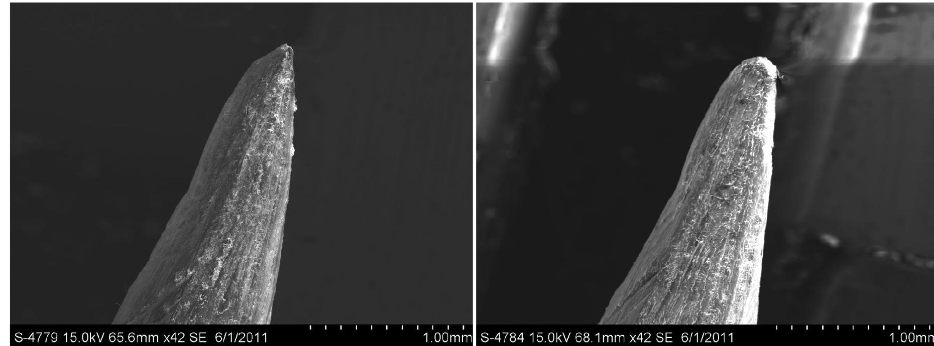 Figure 10. SEM images of a deer bone tool tip, before (left) and after (right) experimental tattooing. 