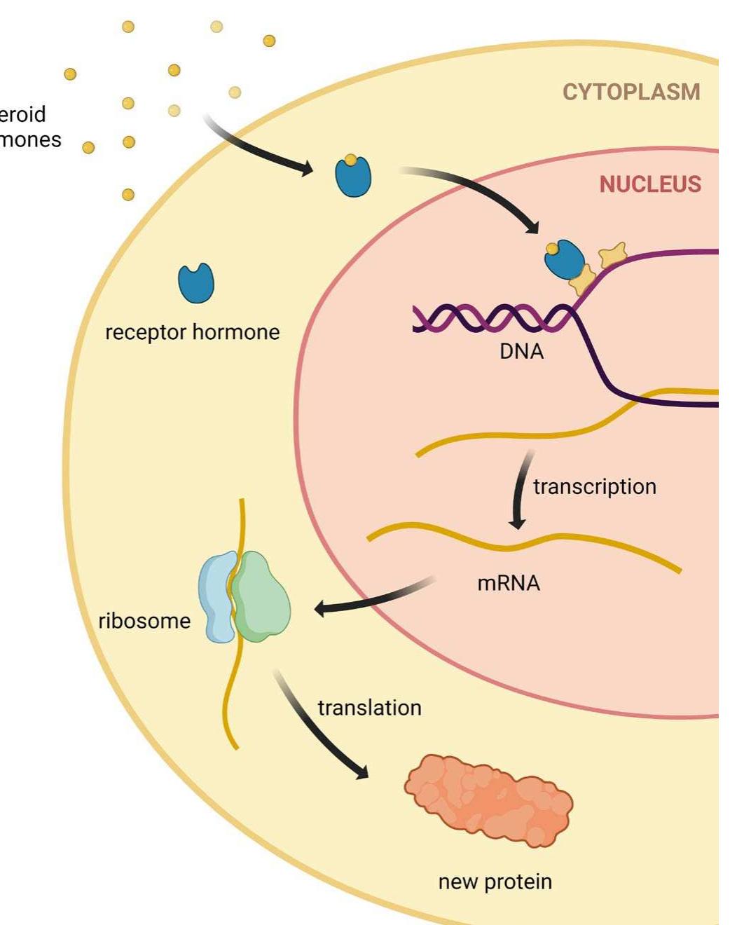 6 the mechanism of action of steroid hormones on protein