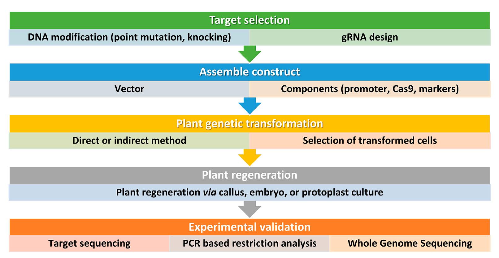 Simplified workflow for crispr/cas9 genome editing in