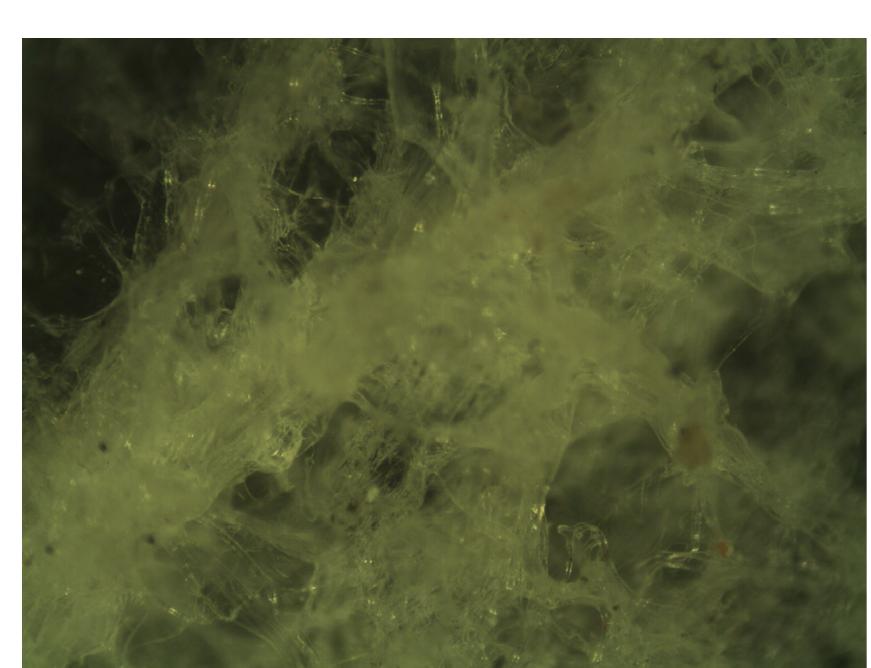 (PDF) Extraction and Characterization of Collagen from Buffalo Skin for ...