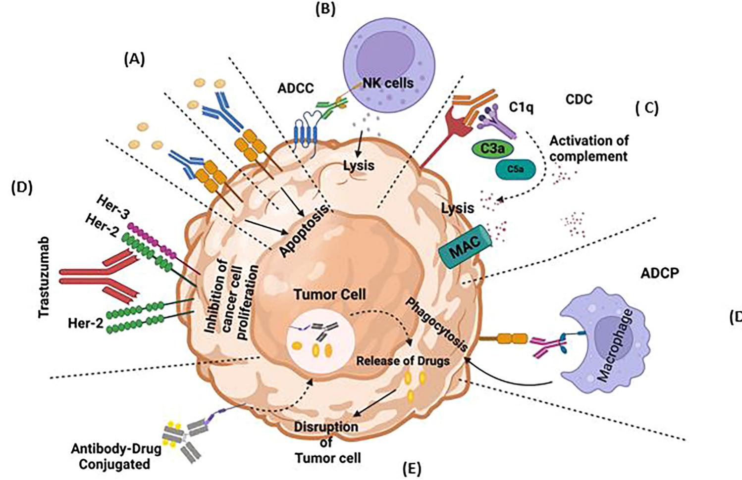 Turnkey Complement (PDF) Innovations in cancer immunotherapy: A comprehensive overview of ...