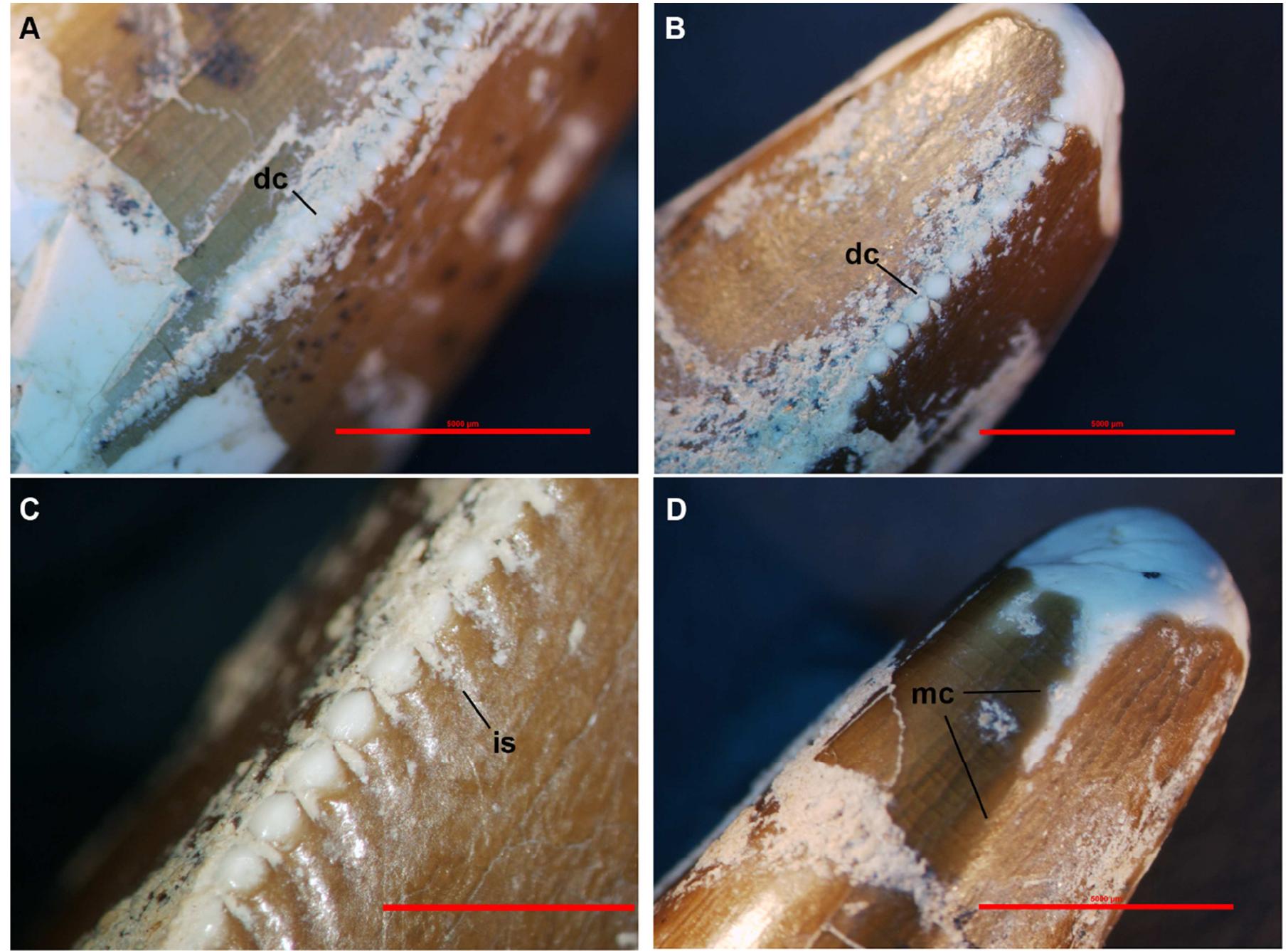 Tooth Rugay (PDF) Ceratosaurus (Theropoda, Ceratosauria) teeth from the Tacuarembó ...