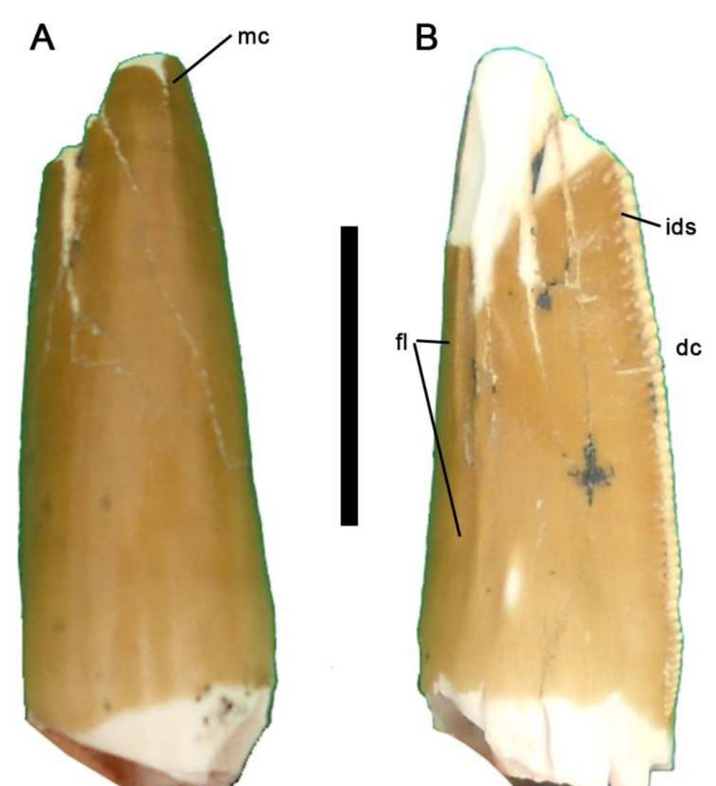 Tooth Rugay (PDF) Ceratosaurus (Theropoda, Ceratosauria) teeth from the Tacuarembó ...